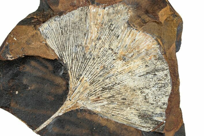 Fossil Ginkgo Leaf From North Dakota - Paleocene #262637